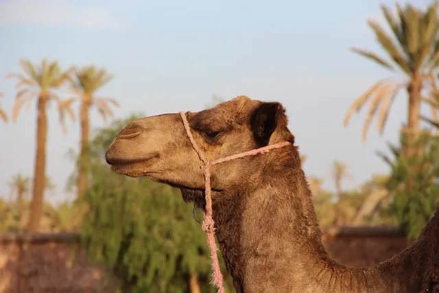 GOLD AND CAMEL
